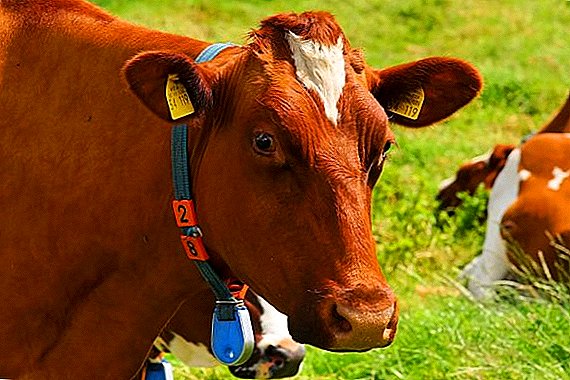 สหราชอาณาจักรเชื่อมต่อวัวของพวกเขากับ 5G