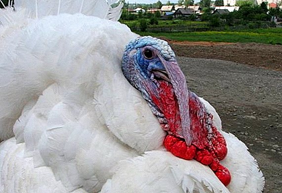 How to grow broiler turkeys Big 6