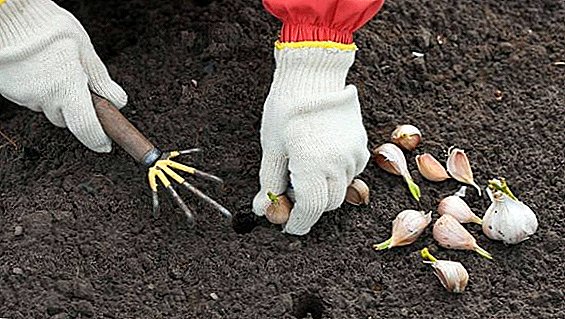 6 garden crops for sowing before winter