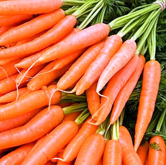 Top 6 melhores variedades de cenoura