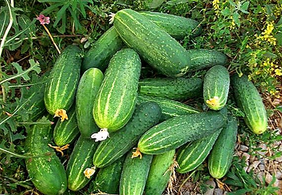 How to plant and grow cucumbers "Phoenix 640"