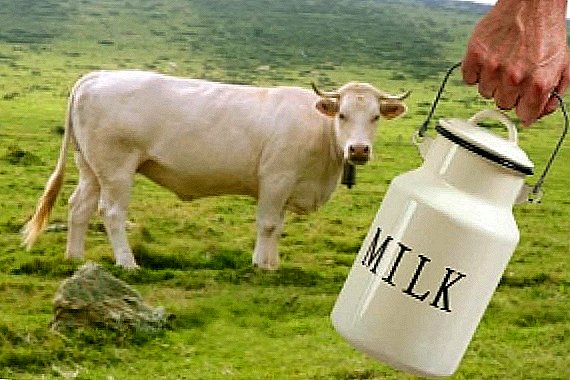 TOP-7 גזעים של פרות חלב