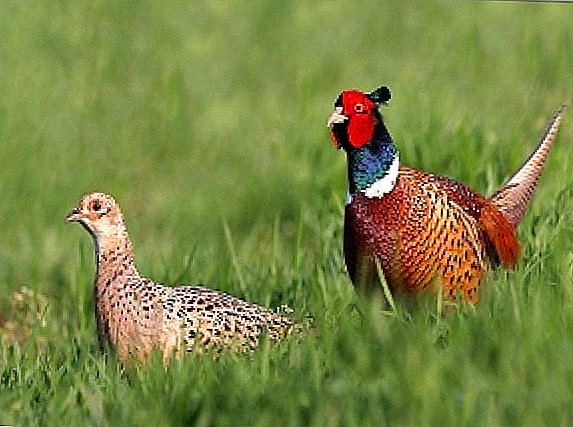 7 best breeds of pheasants