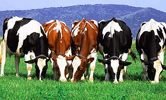 الأبقار الأمريكية: أعلى 7