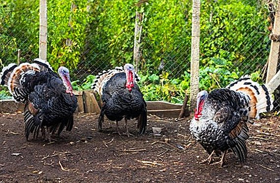 Turkey Cross Bronze 708: features of breeding in personal farms