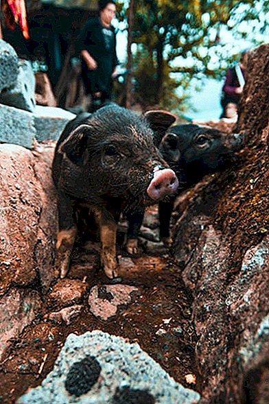 Au Japon, plus de 75 000 porcs ont été abattus à cause de la peste porcine classique
