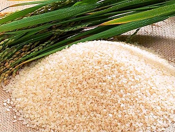 La pénurie de riz en Russie est d'environ 80 000 tonnes