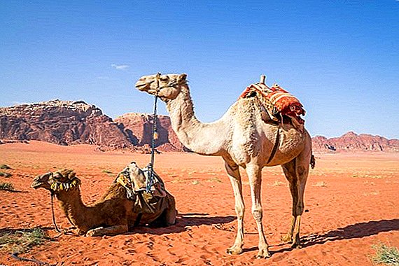 The number of camels in Kazakhstan increased by 800 individuals