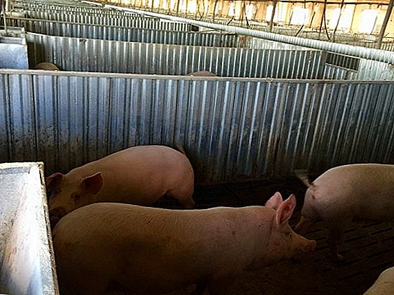 La production de porc russe a augmenté de 9,4%