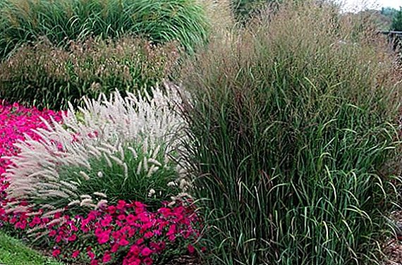 9 plantas ornamentales de cereales para tu jardín.