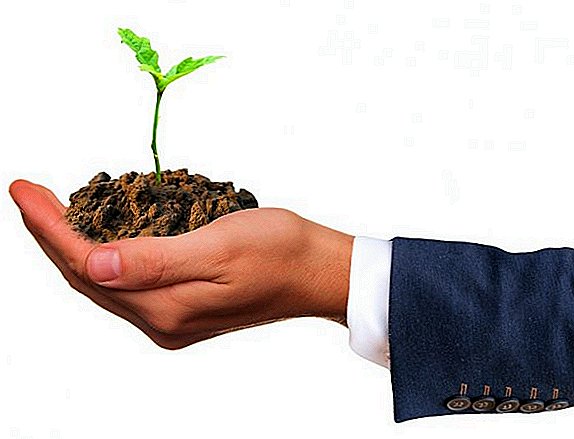 فينيتسا agrofirm تبيع البذور مع نقاء 99 في المئة