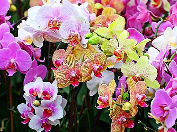 Adakah anda tahu bagaimana untuk menyiram orkid?