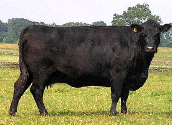 Aberdeen Angus raza de vacas