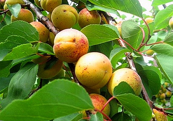 Apricot berbintik-bintik: pas dan perawatan tahun pertama