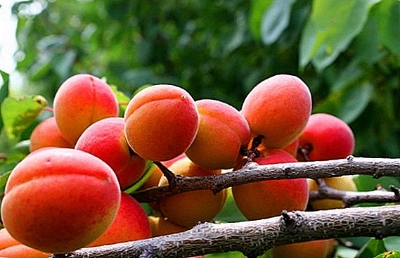 Sarkanā aprikoze: šķirnes īpašības un audzēšanas agrotehnoloģija