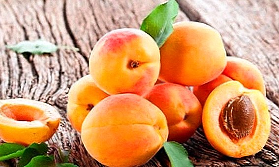 Penanaman aprikot dan penjagaan - keajaiban wangi musim panas