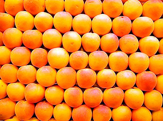 Apricot: pilihan varietas hardy musim dingin untuk wilayah Moskow