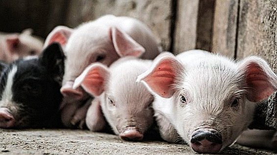 ASF di Ukraina dapat memicu penghentian total dalam pemuliaan babi