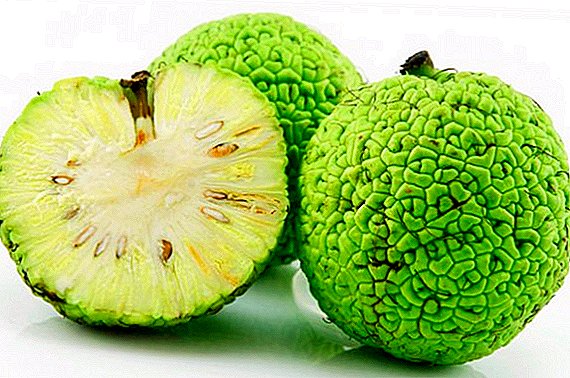 Pomme d'Adam (maclura): propriétés utiles et recettes