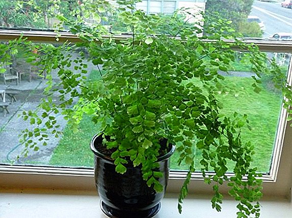 Adiantum: how to care for a fern at home