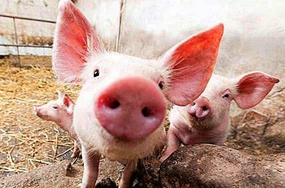 Peste porcine africaine: tout ce que vous devez savoir sur une maladie dangereuse