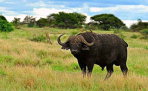 African buffalo: what it looks like, where it lives, what it eats