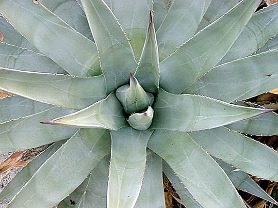 Agave: תכונות של צמחים מקורה גדל