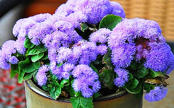 Ageratum: planting, growing and care in the open field