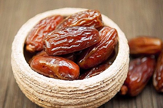Agrarian from Ingushetia grows exotic cultures for the region - peanuts and dates