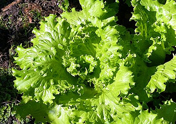 Agrotechnics og funksjoner av voksende salat på sommerhuset