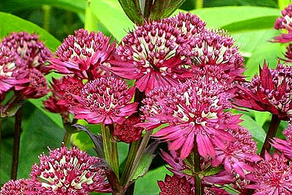 Agrotechnics growing astrantia in the country