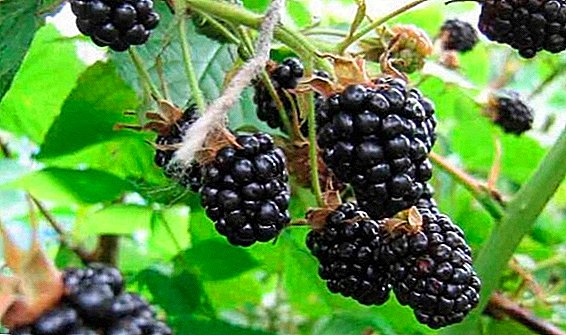 Agrotechnics growing blackberries in Siberia: how to plant, water, feed, trim and cover