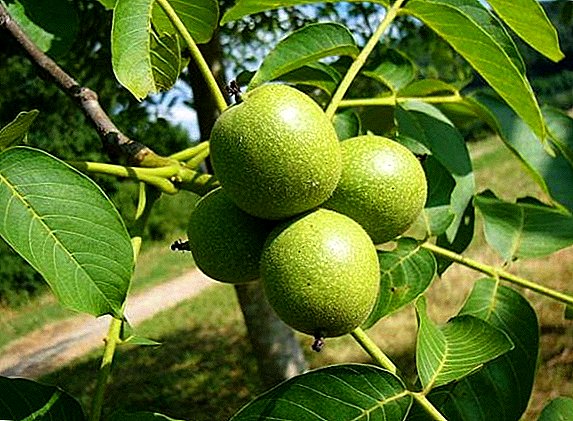 Agricultural cultivation and care for walnuts