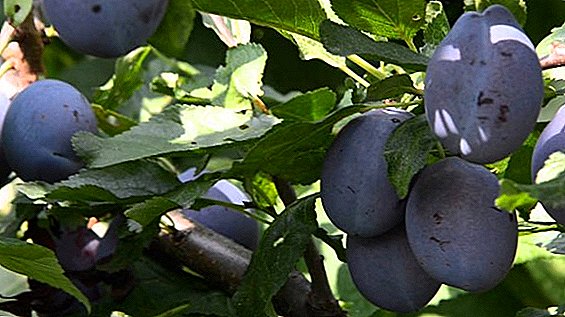 Agrotechnology cultivation of plum "Stanley" ("Stanley"): characteristic varieties, planting and care