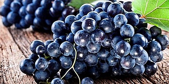 Penanaman Agronomi kismis anggur: penanaman dan penjagaan