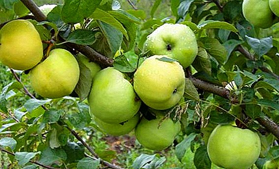 Agrotechniek teelt van appel "Antonovka"