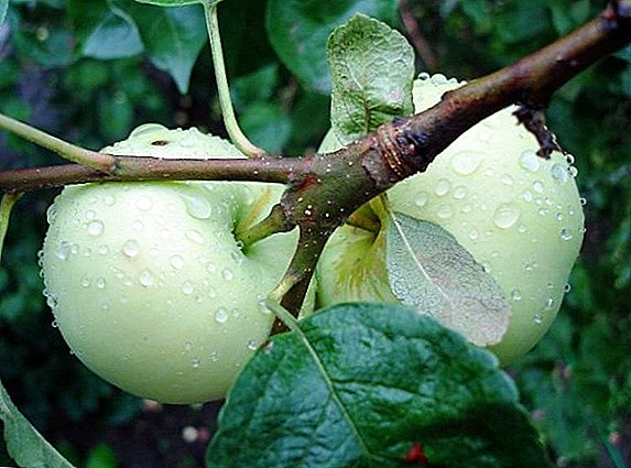 Cultivo agrotehnika de manzana "Relleno blanco"