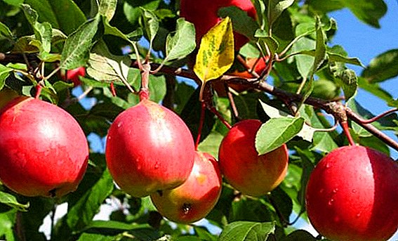 Cultivo agrotehnika de manzana "Pantalla"