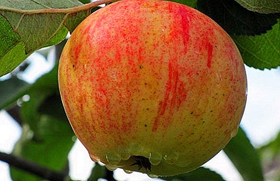 Cultivo agrotécnico de maçã "Orlinka"