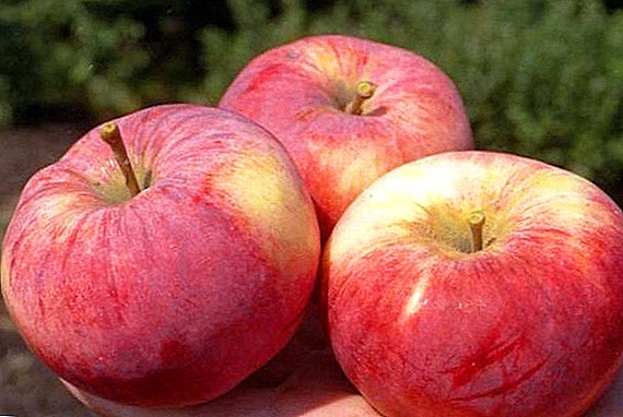 Agrotechnischer Anbau von Apfelbäumen "Orlovim"