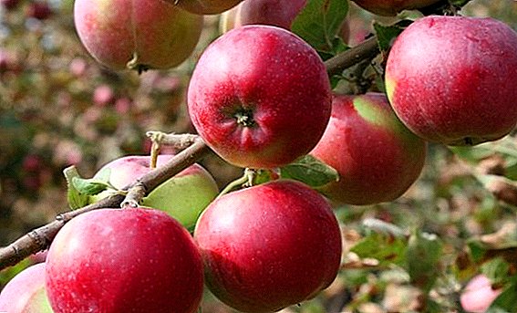Agrotechnics growing apple trees "Christmas"