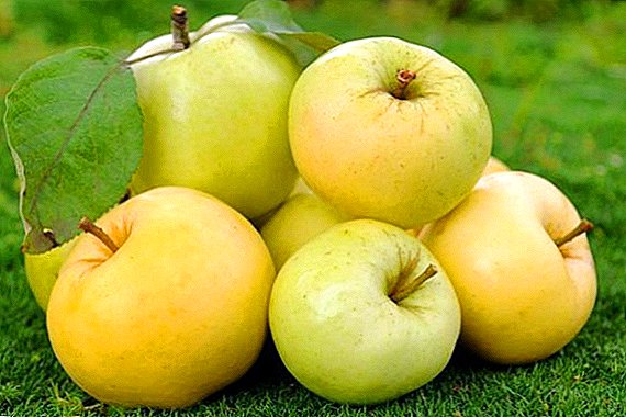 Agrotechnics גידול של תפוח Ural התפוח