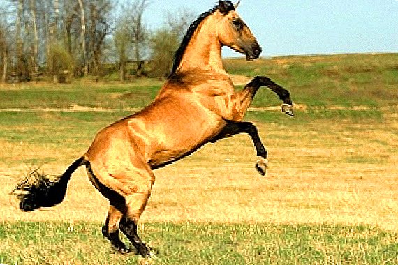 Akhalteke hest: den ældste kulturelle race