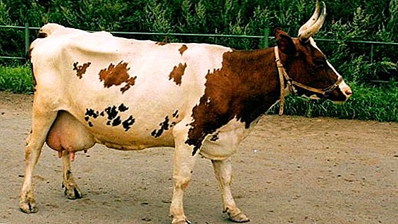 Ayrshire kráva: jak se starat a jak krmit doma