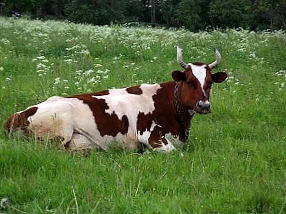 Ayrshire tehenek