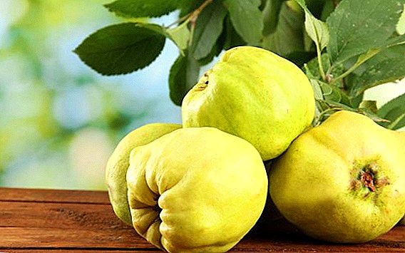 Quince: useful properties and contraindications for women and men