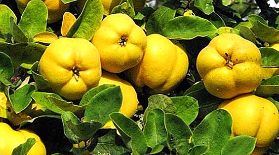 Quince: landing and care