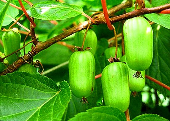 Actinidia: beneficial properties and contraindications to use