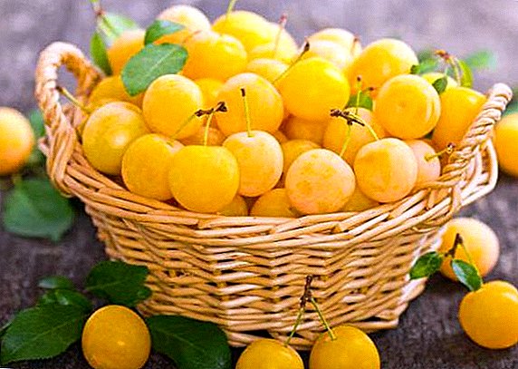 Cherry-plum: caloric content, composition, benefit and harm