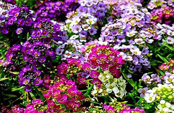 Alyssum: photos and description of the main types, use and selection of partners